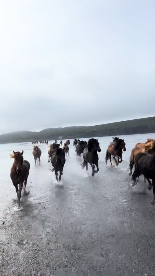 βFreedom isnβt a place, itβs a movement. And they run like the wind remembers their names.β πFollow for moreβ¨ #animallovers #runfree #hourse #natureinmotion #freedom