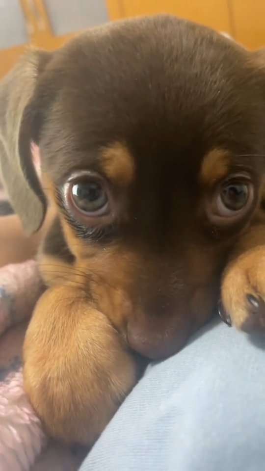 πFollow For Moreβ¨ Coitadinha da silva π #fyp #puppy #fypppppppppppppppppppppppppppppppppppppppppppppppppppppppppppppppppppppp #doglover #cute