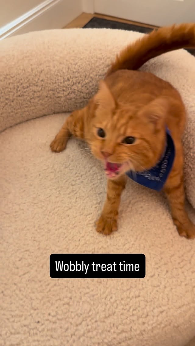 Bought this chair to reupholster it, but Phin loves the fabric and spends hours a day on it. π
π #Phineasthecat #cerebellarhypoplasia #phinstagram #catsofinstagram