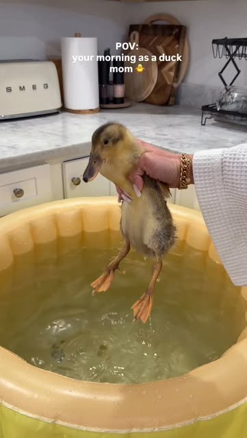 #Morning Reel by @the_hayeks - spend my morning with me 🐥