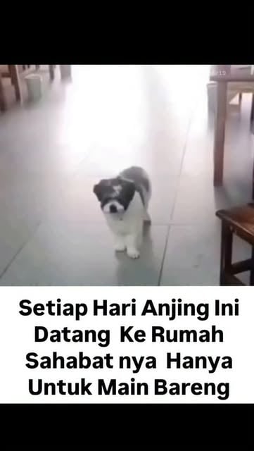 #Anjing Reel by @infodenpasarterkini - Anjing ini datang ke rumah temannya hampir setiap hari, bukan karena tersesat, tapi memang sengaja ingin mengajaknya keluar bermain bersama. Begitu pe