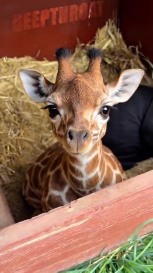 Just a tiny giraffe with a big heart and even bigger dreams ππ¦ Double tap if this made you smile β¨ πFollow for more cute moments! #giraffe #instacute #animallover #cute #wildlife
