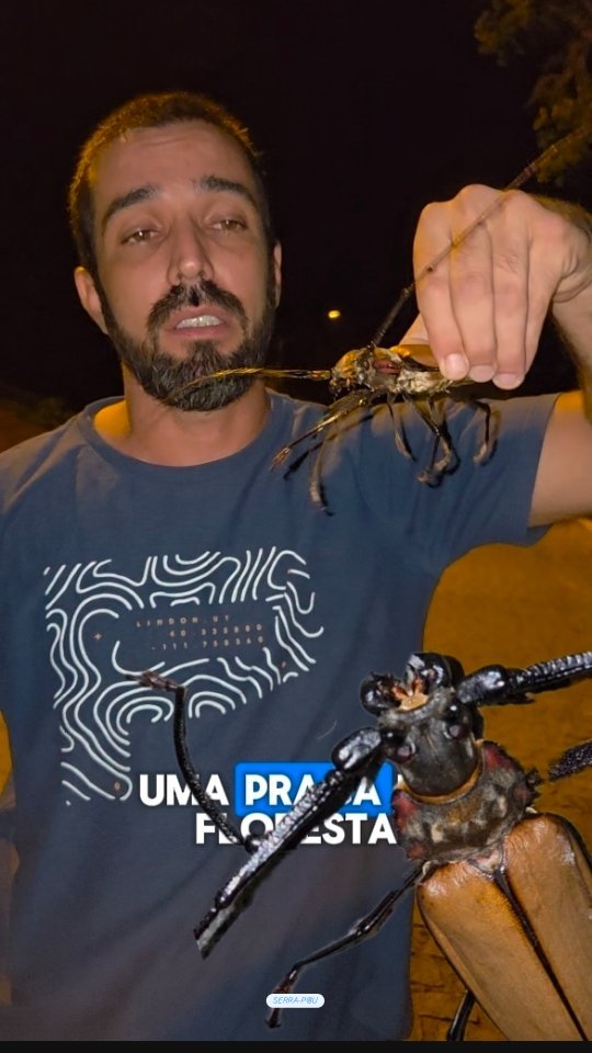 Esses insetos gigantes chegam a passar ate 10 anos dentro da madeira em sua forma larval (ainda filhotes)! O apelido vem do som caracterΓstico que produzem ao se alimentar, parecendo alguΓ©m serrando