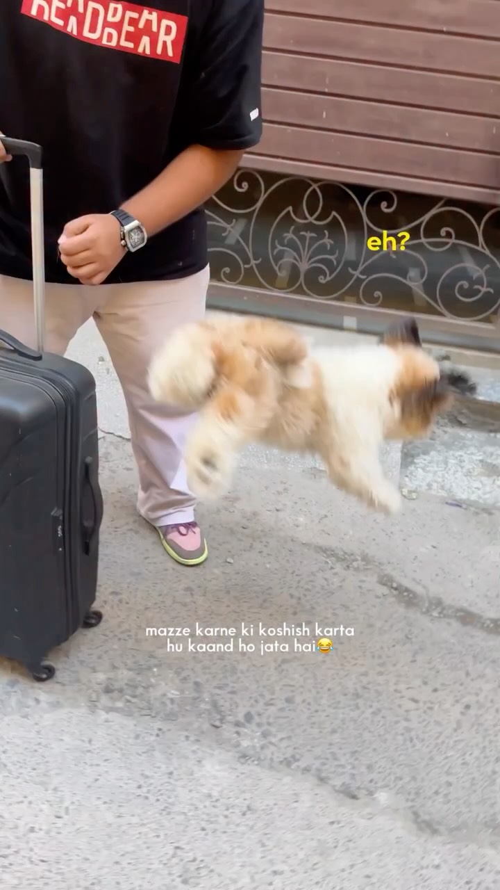 me toh bass fun ride kar raha tha ๐ #puppylove #dogsofinstagram #shihtzu #oreosky #funny