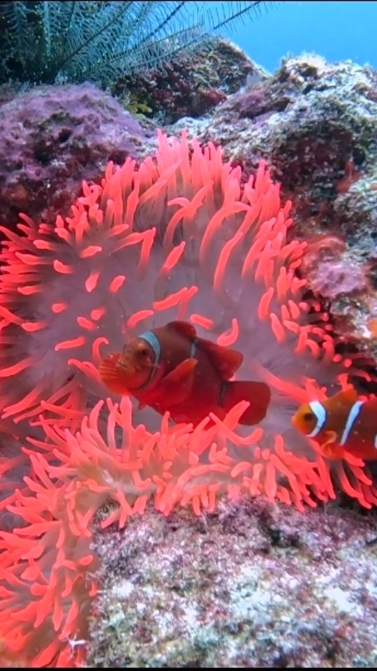 Look how bright this #anemone shines!!! It is so bright you can see it glowing from a 100' away. Iβve seen this anemone, with the same pair of #maroonclownfish , the last 3 times I've visted @uepiisla