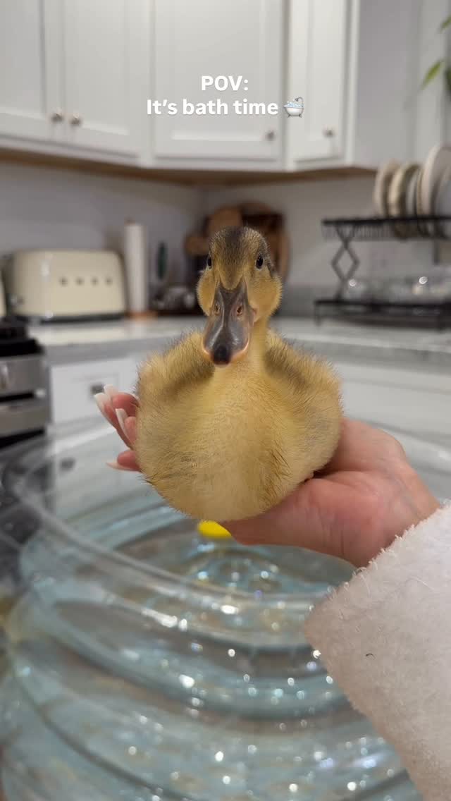 Same duck - different age π₯π¦ comment βduckyβ if you need the links