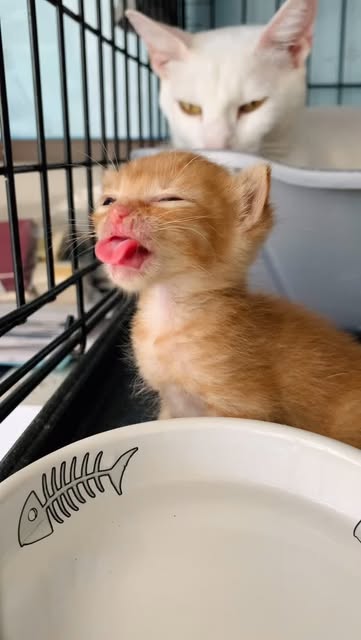 #Kitten Reel by @jens.jellybeans - Achoo! Learning how to hydrate is a skill! Foster flashback to my second litter ever! Ginger and Lavender.
St Pete Kitten Lady / Pinellas County FL