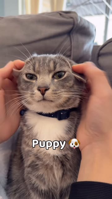 #Cats Reel by @gush.thecat - Which one suits me best?
#cats_of_instagram #foryou #kittenlife #cats #catslovers