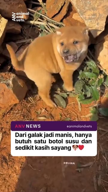 #Anjing Reel by @animalandvets - 🐶❤️ Dari galak jadi manis, hanya butuh satu botol susu dan sedikit kasih sayang.

Lihat transformasi anak anjing liar ini awalnya ketakutan dan defen