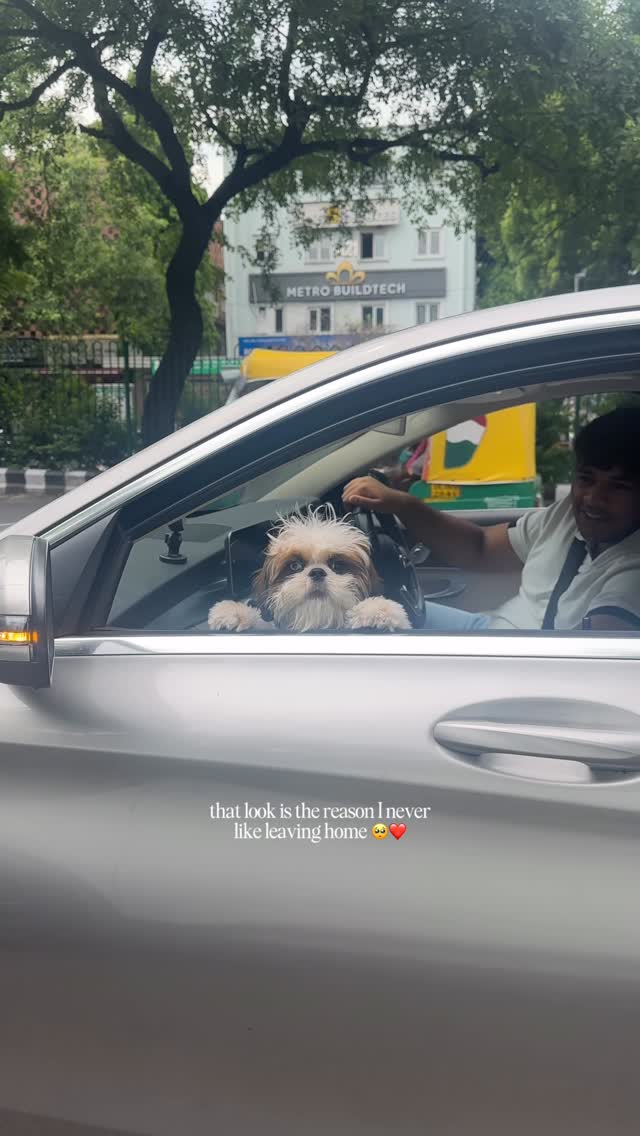 the only reason I want to stay back at home most of the times ๐ซถ๐ป #puppylove #dogsofinstagram #viralpets #shihtzupuppy #shihtzu
