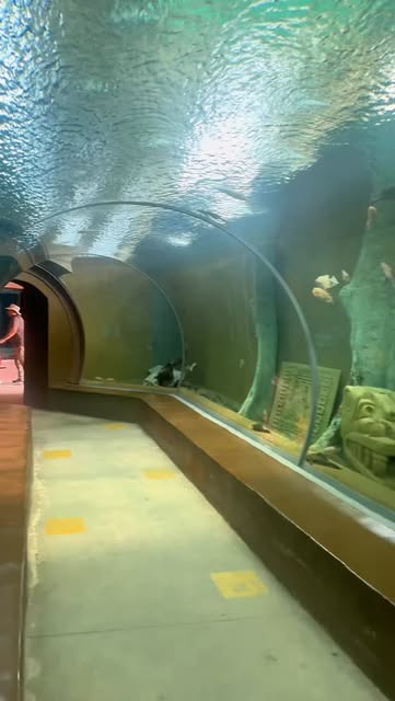 #Johannesburg Zoo Entrance Fee On Weekends Reel by @lifewithangie3 - Spent the day exploring the wild side of Joburg ๐๐ฆ
From majestic lions to the cutest little creatures, the Johannesburg Zoo never disappoints. Perfe