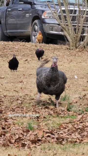 #Wild Turkeys Reel by @ourlittlebluefarmhouse (verified account) - The captions that could go with Sweetpea running are endless 🤣🤣
#turkeysofinstagram #hobbyfarm #petturkey #homestead