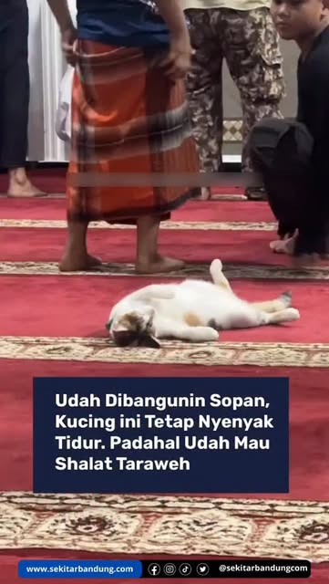 #Kucing Reel by @sekitarbandungcom - akibat dari makan sekaligus kolek, gorengan, nasi padang, cimol, martabak, es campur, basreng ? 😭😭😭
flashnews - Video viral dibagikan pemilik akun