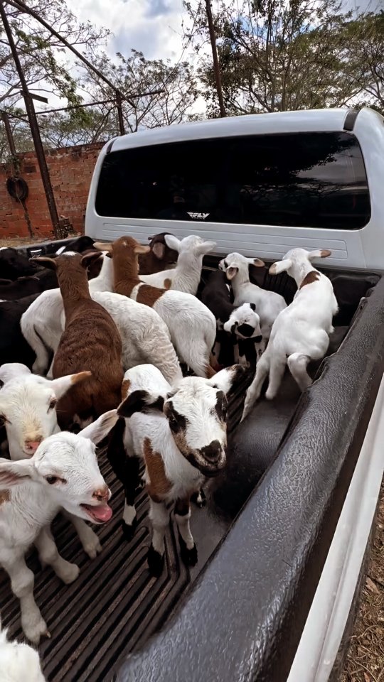 βJust a bunch of tiny drama queens saying βmehhhβ πβ #cute #fyp #animallovers #cuteanimals #funny