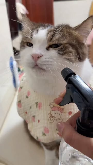 #Catlover Reel by @shasshaya - Eyes squinted, intently sipping water
#tabbycat #cat #catlover #meow #cutepet