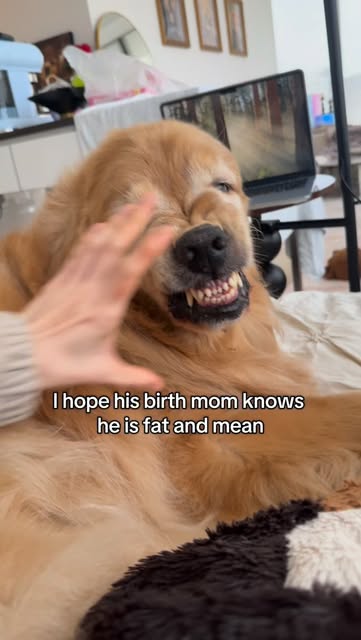 #Puppylove Reel by @culinory.pet - He's lucky he's cute