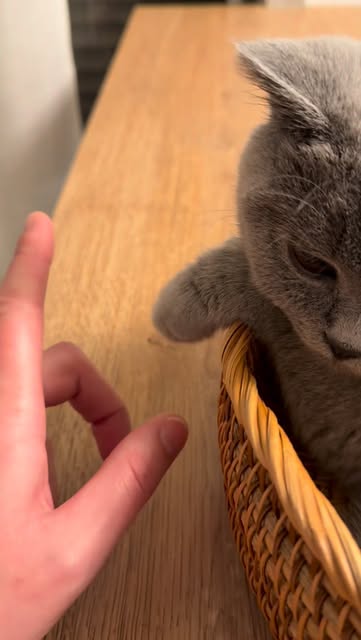 #Catlover Reel by @iamboo.thecat - Le rythme dans la pattoune 🐾🐾🐾😹😹😹😻😻😻🎶🎶🎶🔉🔉🔉
.
.
.
#catsofinstagram #catlover #britishshorthair #catlife #kittensofinstagram