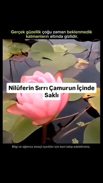 #Duygu Reel by @isa.10der (verified account) - Nilüferin Sırrı Çamurun İçinde Saklı
🌸
Bu görüntüde elinizde tuttuğunuz şey sıradan bir tomurcuk değil.
Bir nilüfer Nymphaea.
🌊
Su yüzeyinde gördü