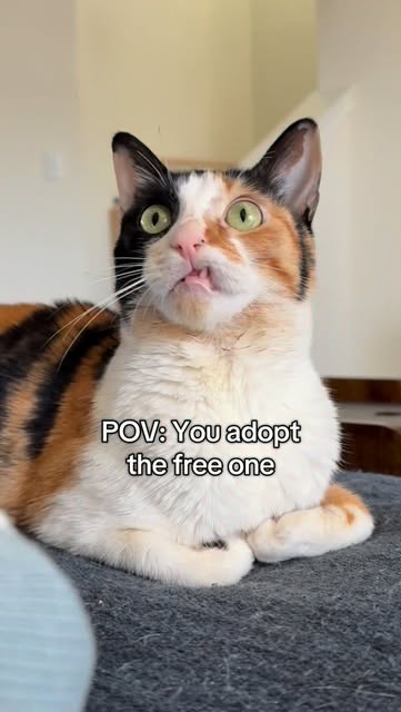 #Cats Reel by @shakeywobbles (verified account) - The best things in life are free 🙌🏻 #wobblycat #cerebellarhypoplasia #cat #cats #specialneeds