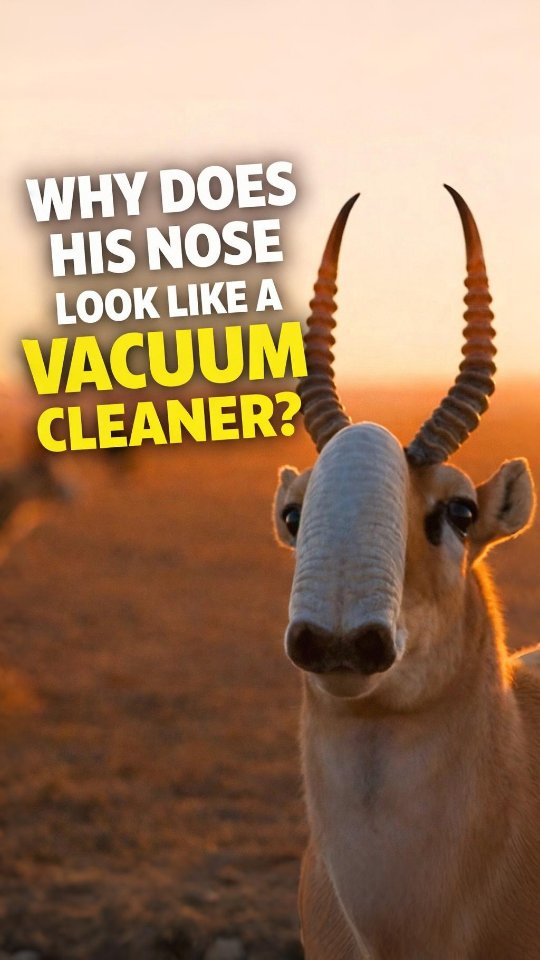 The Saiga antelope’s nose might look unusual, but it is a masterpiece of evolutionary engineering. It serves as a dual-purpose filter and heater for the harsh Eurasian climate. Imagine having a face t
