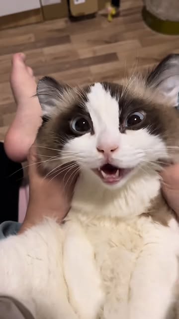 #Funnycat Reel by @rahmadanugerah7 - #cutecat #catsofinstagram #instacat #catlover #meow #funnycat #catlife #petsofinstagram #catoftheday #bestmeow #kitty #catstagram #feline #happycat