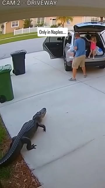 Naples Florida driveway encounter with a massive alligator caught on security camera. This is real Southwest Florida life where wildlife moves through suburban neighborhoods without warning. Collier C