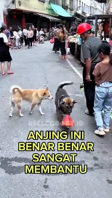 #Anjing Reel by @reelsboost.id - Anjing adalah hewan yang pintar😎
Film In Time, yang dirilis pada tahun 2011, merupakan sebuah karya yang mengangkat pertanyaan tentang kelangsungan h