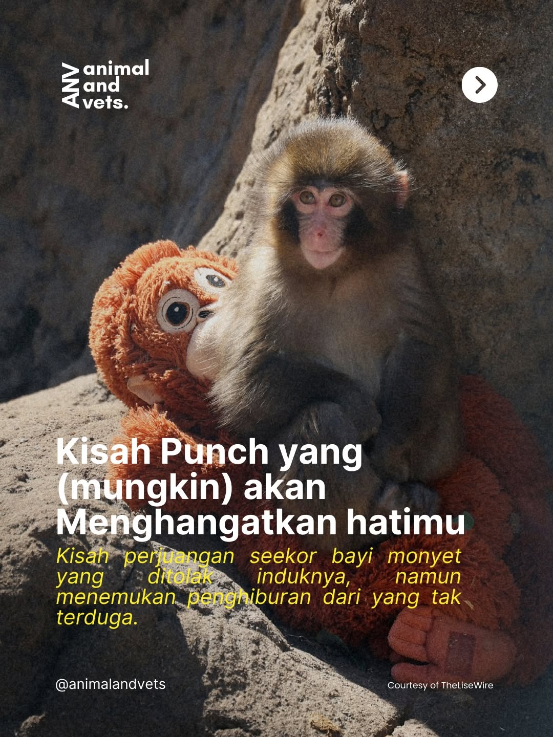 Kenalkan, ini Punch. Bayi monyet Jepang yang lahir di Kebun Binatang Ichikawa pada 26 Juli 2025. Beratnya hanya 500 gram sekecil itu, dan harus menghadapi kenyataan pahit: induknya tak mampu merawatny