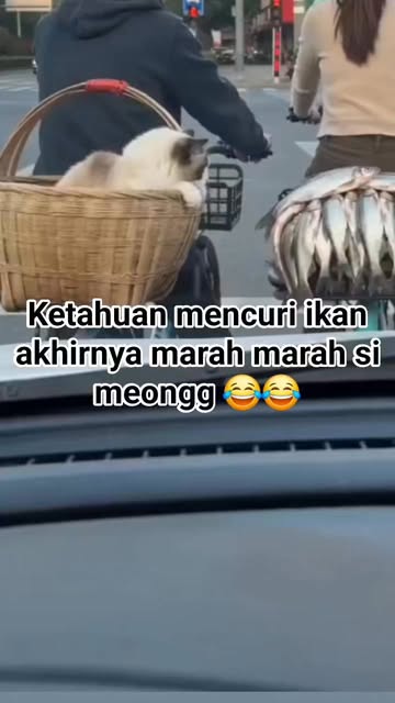 #Kucing Preman Reel by @bunga_ro - Sudah ketahuan masih marah- marah 🤣🤣🤣
#kucinglucu #kucingcuriikan #reelvideo #fpy