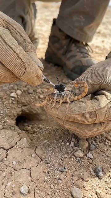 #Amazing Reel by @sawon2070 - Scorpion's Eye View Inside a Hidden Desert Colony 🦂
.
.
.
Follow @sawon2070 for more amazing content ❤️🔥 Don't miss out!
.
.
.
#scorpion #scorpionvi