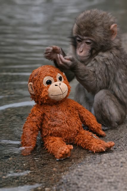 #Morning Reel by @teamalexproductions - The way Punch cares for his little orange friend will melt your heart. 🐒🧡
In the quiet morning, Punch sits beside the water with his plush toy.
Ge