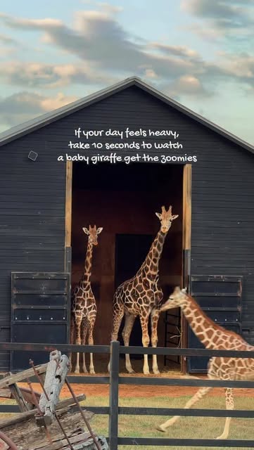 #Austin Reel by @mellowyellowpay (verified account) - Those little legs trying to keep up!! 🦒💨
Hi! 👋🏼 if you're reading this you may not follow me yet. Allow me to introduce myself…I'm Payton, an Aus