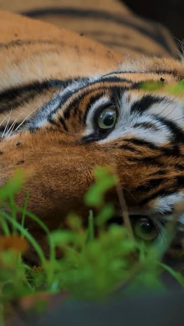 #Naturephotography Reel by @aparupa.dey (verified account) - Now tell me… who's watching whom !?!
#wildlifephotography #aparupadeyphotography #naturephotography #réel #naturelovers
Tripod - @smallrig.global