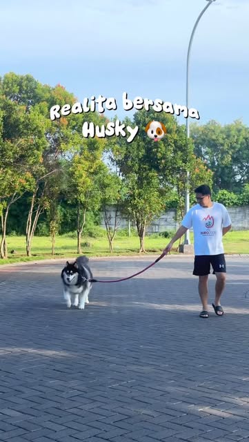 #Anjing Reel by @mochithemochii (verified account) - Bruno : makanya mak, jangan suka ekspektasi ketinggian, ntar kecewa sendiri kan 🙄🫣
Yah emang punya anjing husky itu beda ya l, ga boleh berekspekta