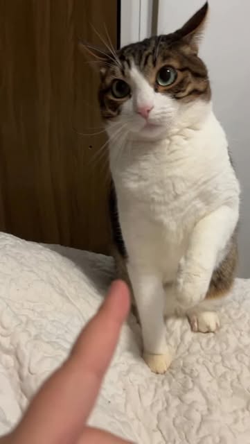 #Tbt Reel by @camila_hessel - #tbt do vídeo que deixou a gente famoso 💅 🐈
🫶🏼Originalmente esse vídeo foi postado na rede vizinha de maneira descompromissada. Eu gravei esse ví