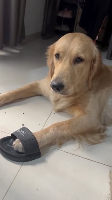 #Dog Reel by @annie_pupstar - So funny 🤣🤣 Follow @annie_pupstar

#goldenretriever #dogsofinstagram #doglover #dog #comedy