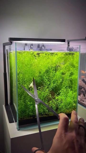 #Aquarium Reel by @jdabetta - Plant RESET.
25L / 6.6 gallons.
Full trim. CO2 paused.
Overgrowth was limiting flow and surface agitation. Trimming restores oxygen exchange and prev