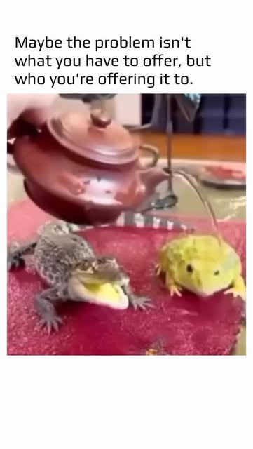 #Cool Reel by @maatjournal - Baby crocodiles often enjoy being splashed with water, and it's not just play. Water helps them regulate their body temperature, keeping them cool und