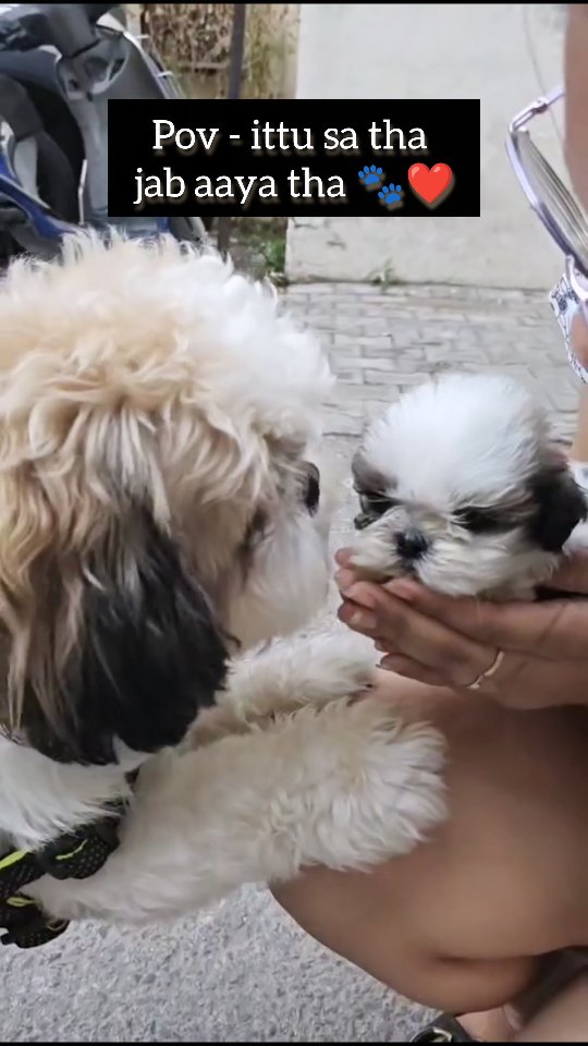 I was the tiniest little thing, ain't I the cutest? ๐ถ๐พ . . . . . . . . #puppylove #dogsofinstagram #viralpets #shihtzu #petstagram