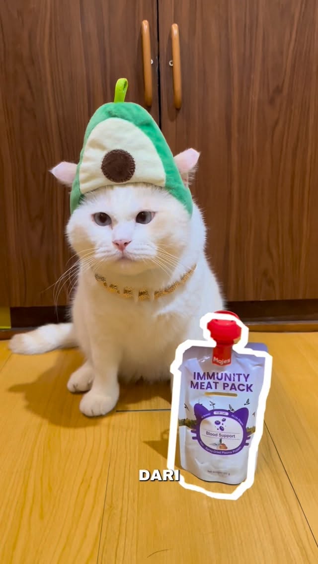 Drama boleh, tewas jangan karna sudah ada varian terbaru dari @majespet.id yang siap bantu jaga daya tahan tubuh dan kesehatan setiap hari #terbuktebihsehat #kucing #catvideos #cat #kucinglucu