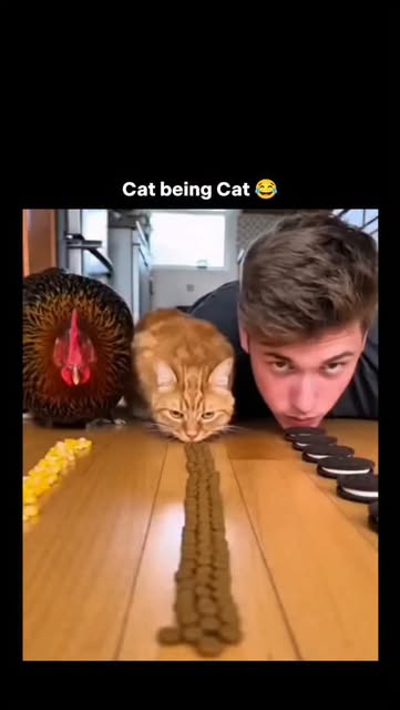#Cats Reel by @wildvids.io - This post shows a cat doing exactly what cats do best-acting like the main character in a movie no one else is watching. One moment it's calm and eleg