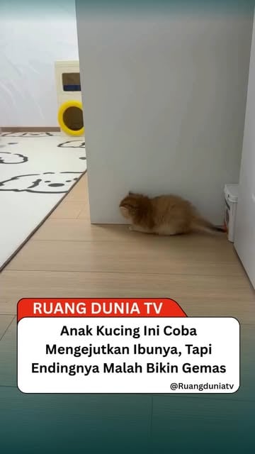 #Kucing Reel by @ruangduniatv - Momen lucu terekam saat seekor anak kucing terlihat pelan-pelan mendekati ibunya seolah ingin memberi "kejutan". Dengan langkah kecil dan ekspresi pen
