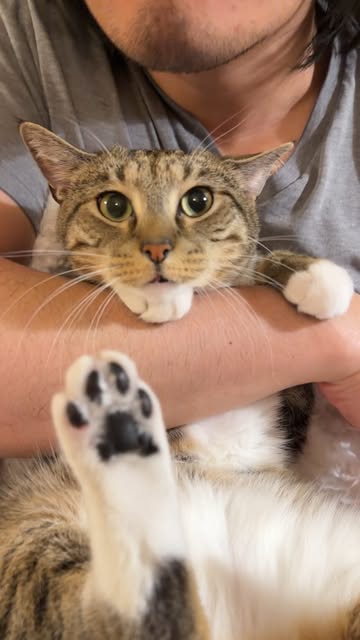 #Catlover Reel by @meeloandmina - The real reason humans have facial hair. Anyone else do this with their cats? 😅
•
•
•
•
•
#catsofig #catlover #catsofinstagram #cutecat #funnycats ca