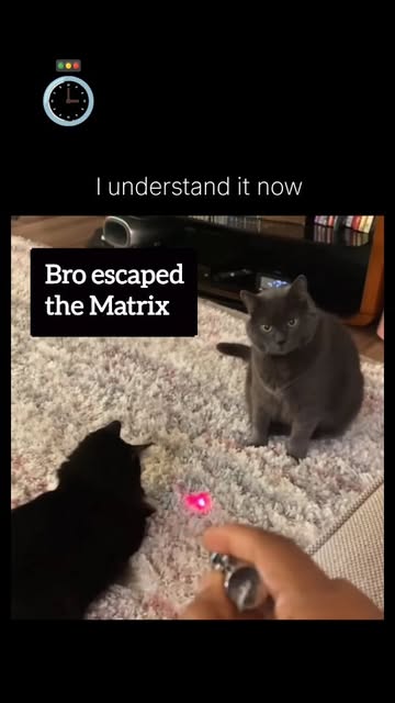 #Cats Reel by @peak_tales - Cats don't just walk narrow paths, they turn balance into an effortless performance
A cat walking along a thin ledge looks casual, almost bored, but