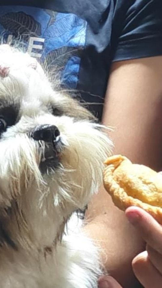 Gate khol do๐ญ . . . . . . . . #puppylove #dogsofinstagram #viralpets #shihtzu #funny