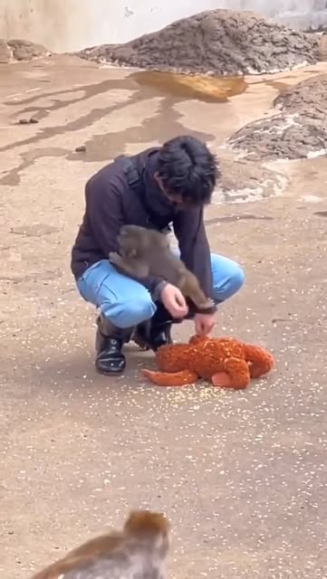 #Madeinjapan Reel by @punch_daily_update - After being rejected by his mother, Punch's world could have ended before it truly began.
But instead of giving up on him, the caregivers at the Ichi