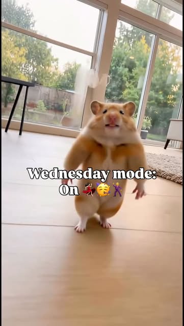 #Happy Wednesday Good Morning Reel by @create.your.own.sunshinexo - Wednesday mode: ON ๐๐ป๐ฅณ๐บ
Good morning, beautiful souls โ๏ธ
It's not "just" Wednesday.
It's a fresh 24 hours to show up stronger, wiser, and more u