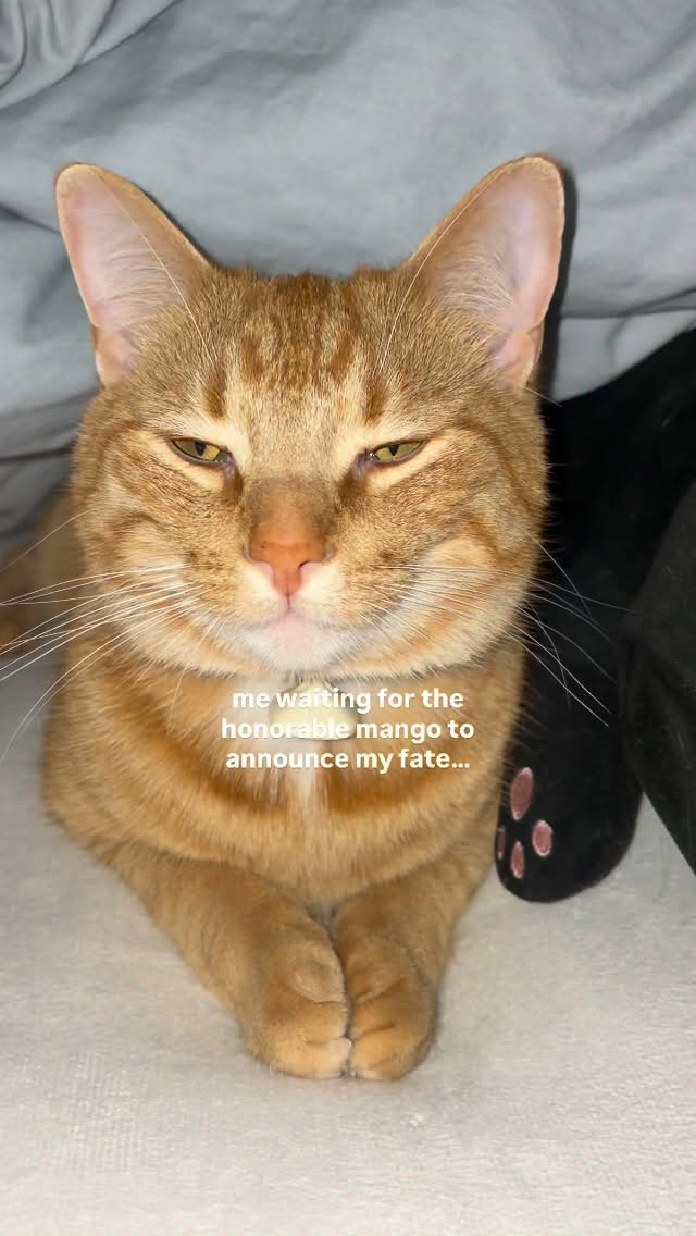 what will he decide🤔 #cat #orangecat #mango #tabby #funnycat