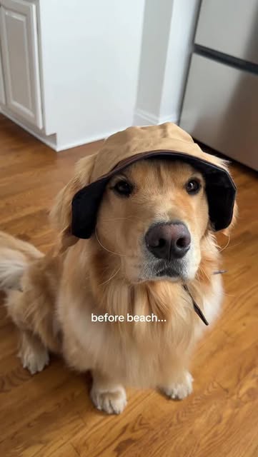 #Beach Reel by @zebbythegolden (verified account) - Just a boy who loves the beach
#goldenretriever #dogsofinstagram #funnydog #beachdog
