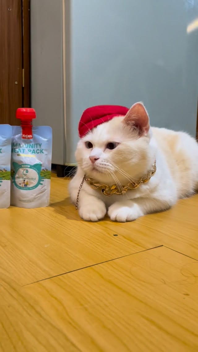 🐱: hmm, tulisan macam apa itu, untungnya mata aku masih jelas liatnya karena ada varian terbaru dari @majespet.id yang bantu jaga kesehatan mata dan bantu kesehatan tubuh tetep kuat💪 #terbuktilebihs